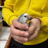 �� la mia mascotte � ci dice Francesco prendendo tra le mani l�amico, che ne approfitta per regalargli qualche �bacio� con il becco �. Il suo vecchio proprietario lo abbandon� in una gabbietta accanto a un bidone. Cos� lo presi in cura io e da allora � qui con me�